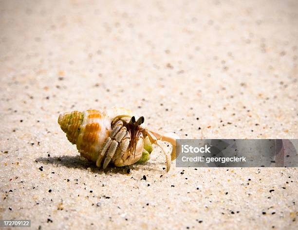 Einsiedlerkrebs Stockfoto und mehr Bilder von Einsiedlerkrebs - Einsiedlerkrebs, Abgeschiedenheit, Krabbe