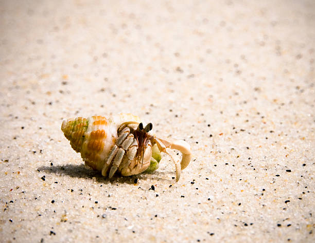 paguro terrestre - land hermit crab foto e immagini stock