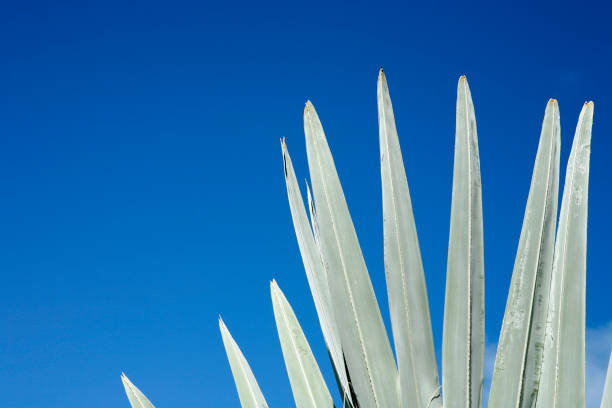 istock Bismarckia Palm Fronds 172709147