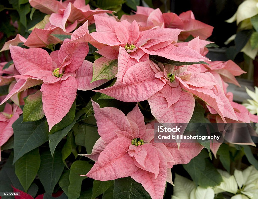 Poinsettias Natal flores cor-de-rosa - Foto de stock de Beleza royalty-free