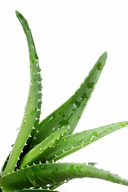 Aloe vera plant with water droplets