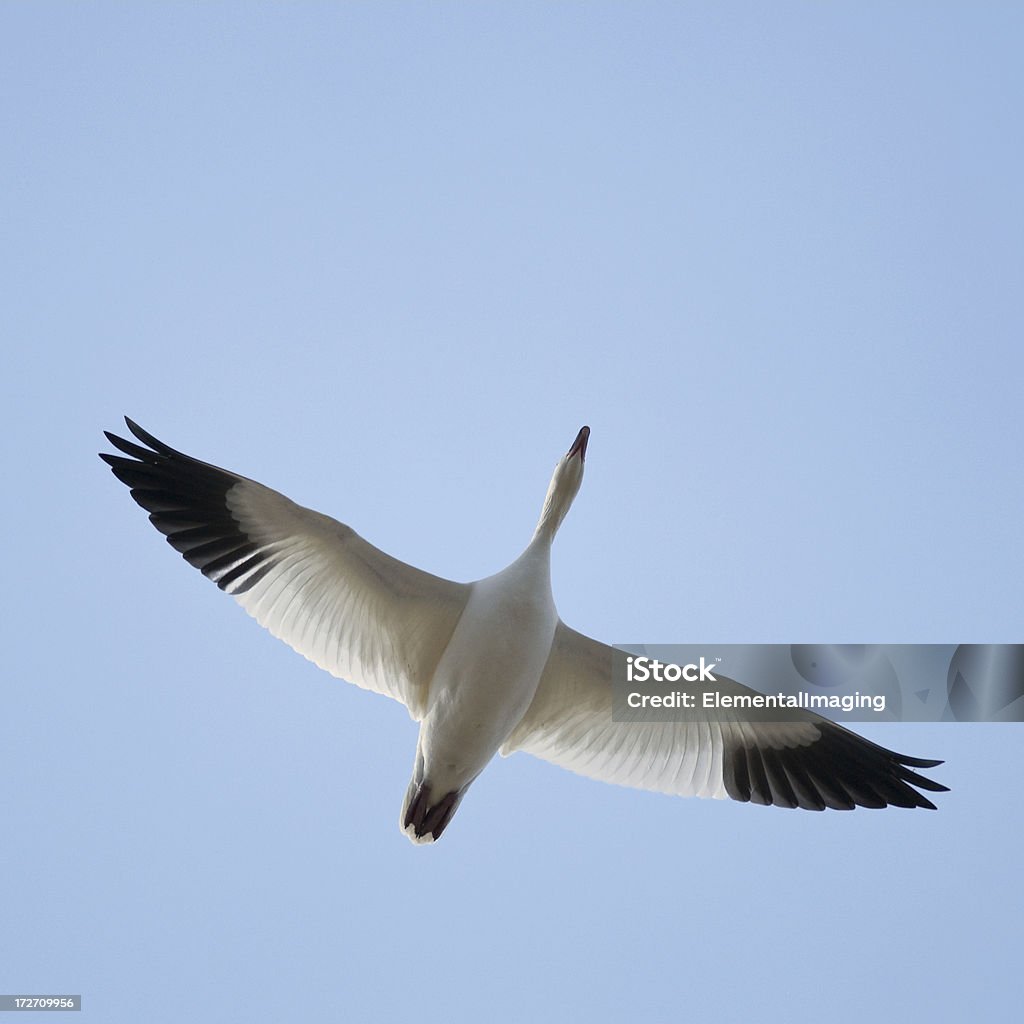 Белый гусь (Chen caerulescens) in Flight - Стоковые фото Bosque del Apache National Wildlife Reserve роялти-фри