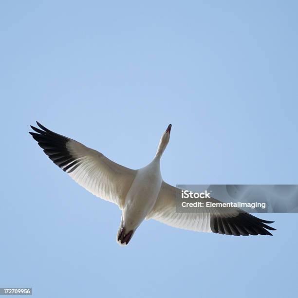 Белый Гусь In Flight — стоковые фотографии и другие картинки Bosque del Apache National Wildlife Reserve - Bosque del Apache National Wildlife Reserve, Белый, Белый гусь