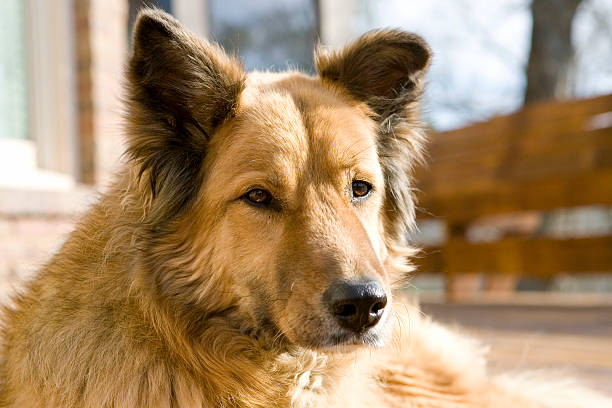 Dog Portrait stock photo