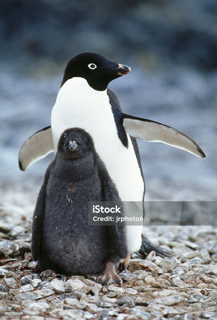 Chick et d'Adélie - Photo de Manchot libre de droits