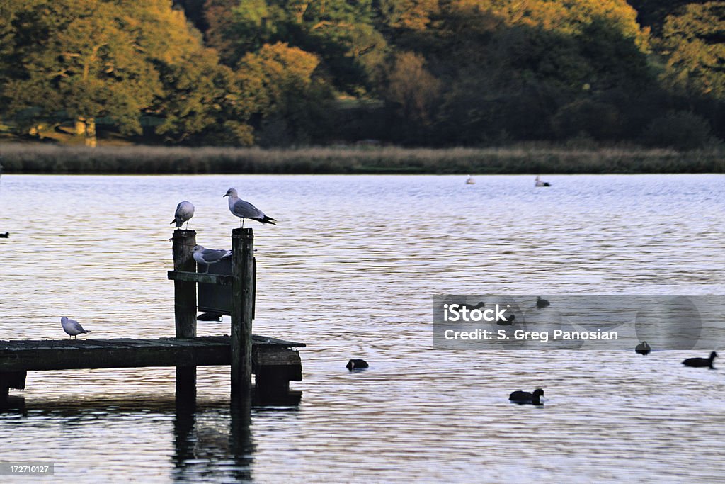 Distrito pintoresco lago - Foto de stock de Aire libre libre de derechos