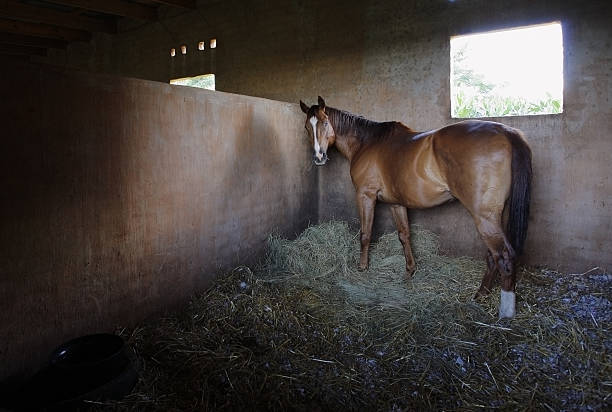 istock Brown horse in a stable 172710184