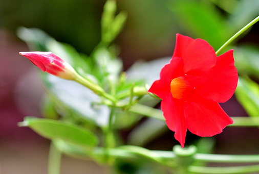 Mandevilla is tropical and subtropical flowering vines, belonging to the dogbane family. It is commonly known as rock trumpet. Mandevilla develops spectacular and often flagrant flowers in warm climate. It comes in a variety of colors, including white, pink, yellow and red. \nA Japanese plant breeding company bred a new variety called Sun Parasol, which is popular for its exceptional, velvety flowers with a richer colors, such as the deepest saturated red, and last longer than other Mandevilla, blooming non-stop from spring to fall.