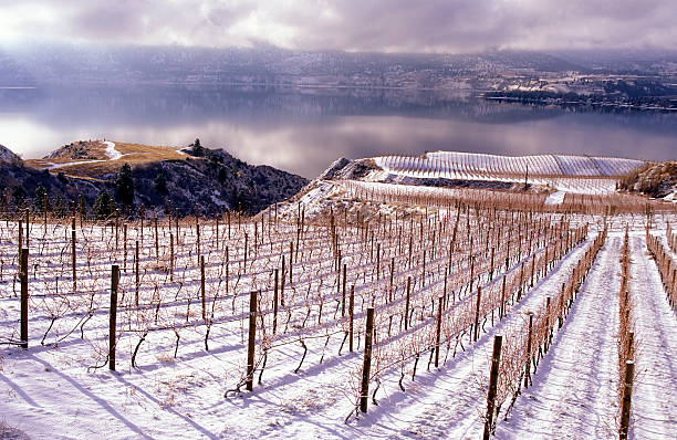 Winter landscape of a vineyard in Okanagan valley