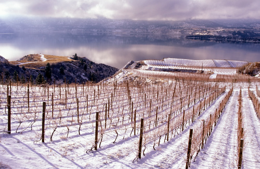 Vineyard photographed in winter time without leaves and grapes