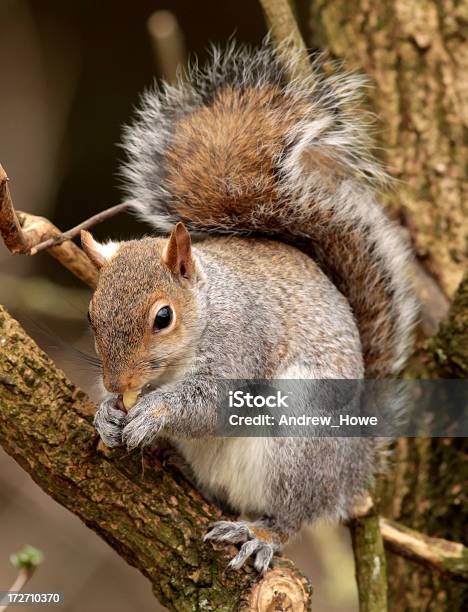 그레이 다람쥐 0명에 대한 스톡 사진 및 기타 이미지 - 0명, 귀여운, 다람쥐