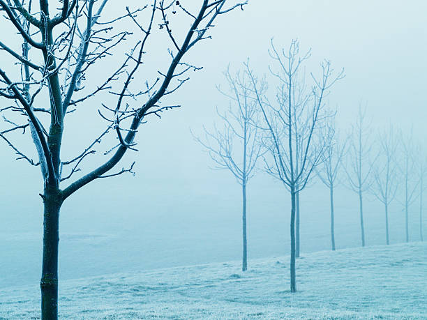 Jovem árvores no nevoeiro seu volume - fotografia de stock