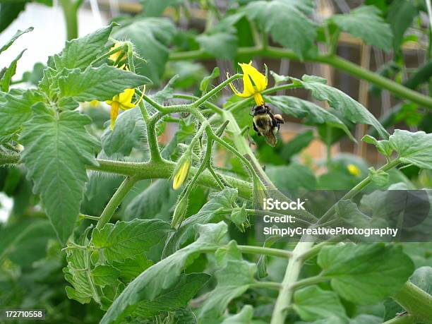 Bumble Bee Pollinating Tomato Flower Stock Photo - Download Image Now - Pollination, Tomato, Bee