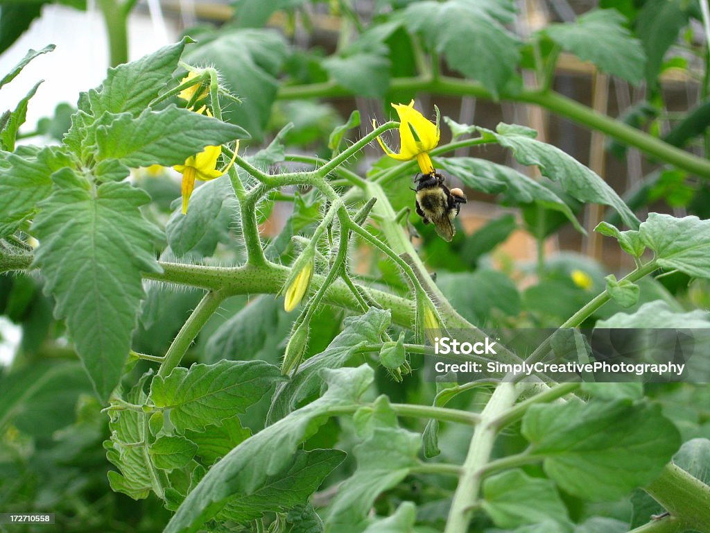 Bumble Bee zapylających Pomidor Flower - Zbiór zdjęć royalty-free (Zapylenie)