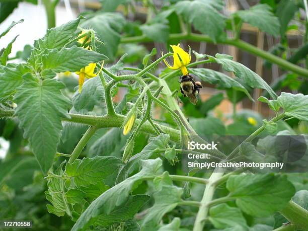 Bumble Bee Zapylających Pomidor Flower - zdjęcia stockowe i więcej obrazów Zapylenie - Zapylenie, Pomidor - Jarzyna, Kwiat - Roślina