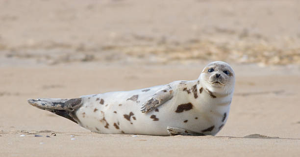 Harbor Seal Basking on Sandy Beach "Juvenile Harbor Seal, Phoca viulina, basking on a sandy beach. Salisbury Beach State Park, Massachusetts, USAMORE SEALS & SEA LIONS" seal pup stock pictures, royalty-free photos & images