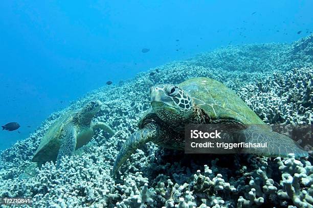 Photo libre de droit de Deux Tortues De Mer De Corail banque d'images et plus d'images libres de droit de Amphibien - Amphibien, Corail - Cnidaire, Deux animaux