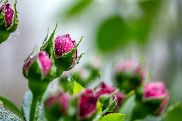 Close-up of red rose buds after rain