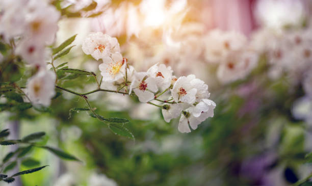 istock White rose flowers blooming in the garden 1727109052