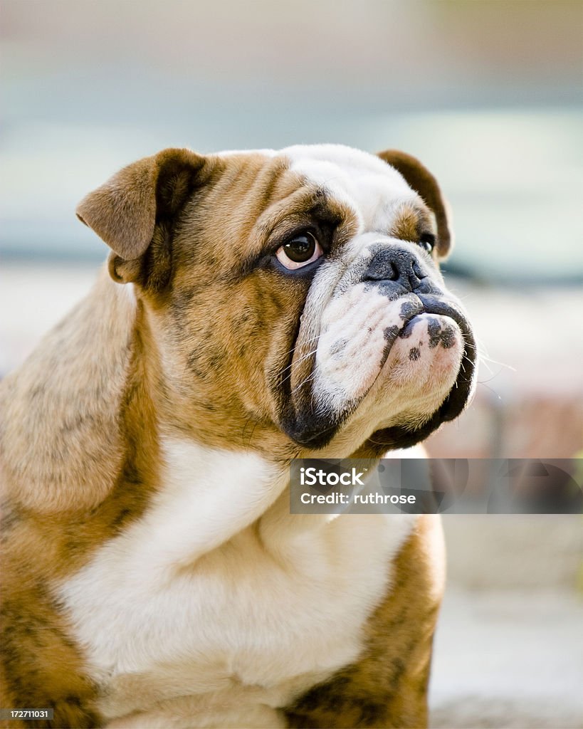 Macho Bulldog retrato - Foto de stock de Adulto libre de derechos