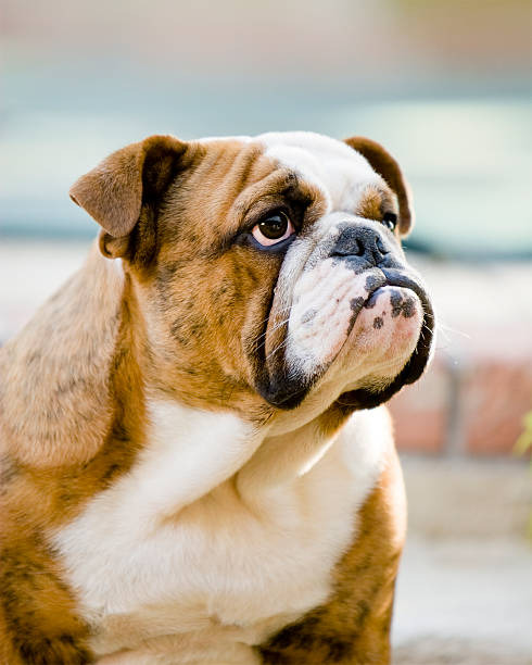 istock Macho Bulldog Portrait 172711031