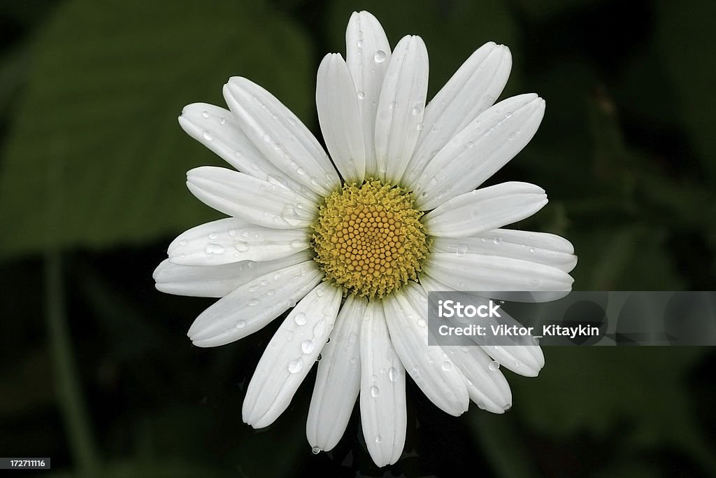 Camomile - Royalty-free Alto-Contraste Foto de stock