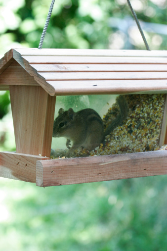 Chipmunk trapped in a bird feeder.