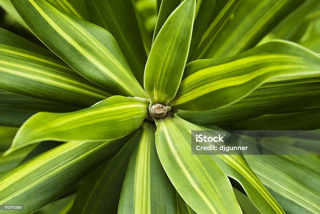 Attraente Felce tropicale macro - Foto stock royalty-free di Ambientazione esterna
