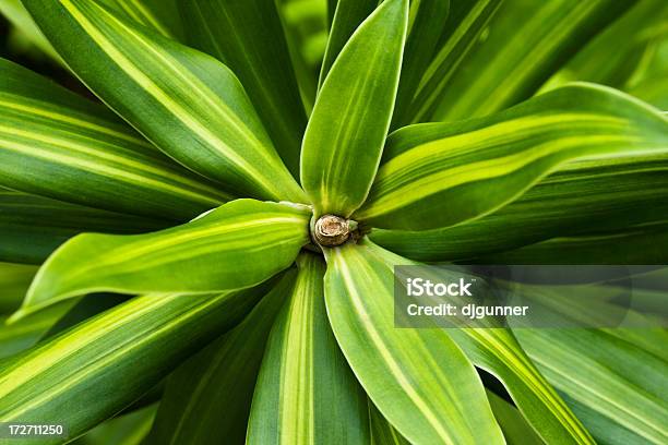 화려한 열대 양치식물 접사를 0명에 대한 스톡 사진 및 기타 이미지 - 0명, 관목, 노랑