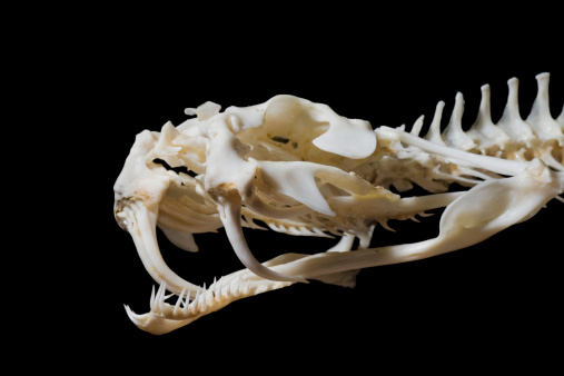 A Gaboon Viper's Skull