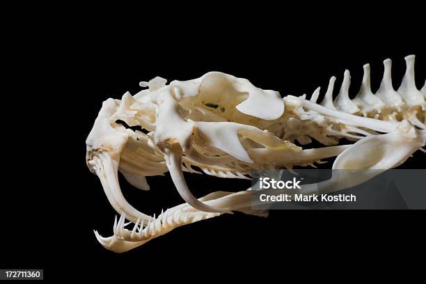 Venomous Crânio Skeleton - Fotografias de stock e mais imagens de Cobra - Cobra, Dente de presa, Víbora do Gabão