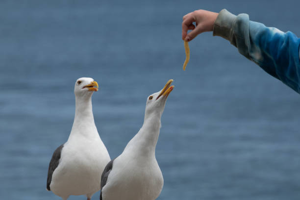 Herring Gull scavenging for scraps on a cafe table