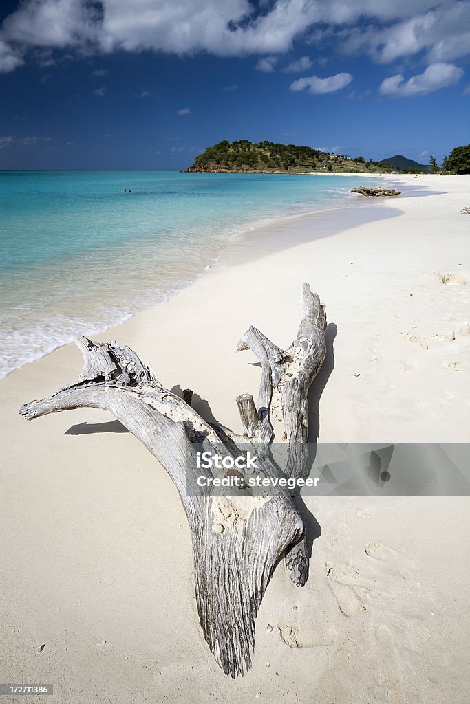 Driftwood à Ffryes Bay, Antigua - Photo de Antigua - Îles Sous-le-Vent libre de droits