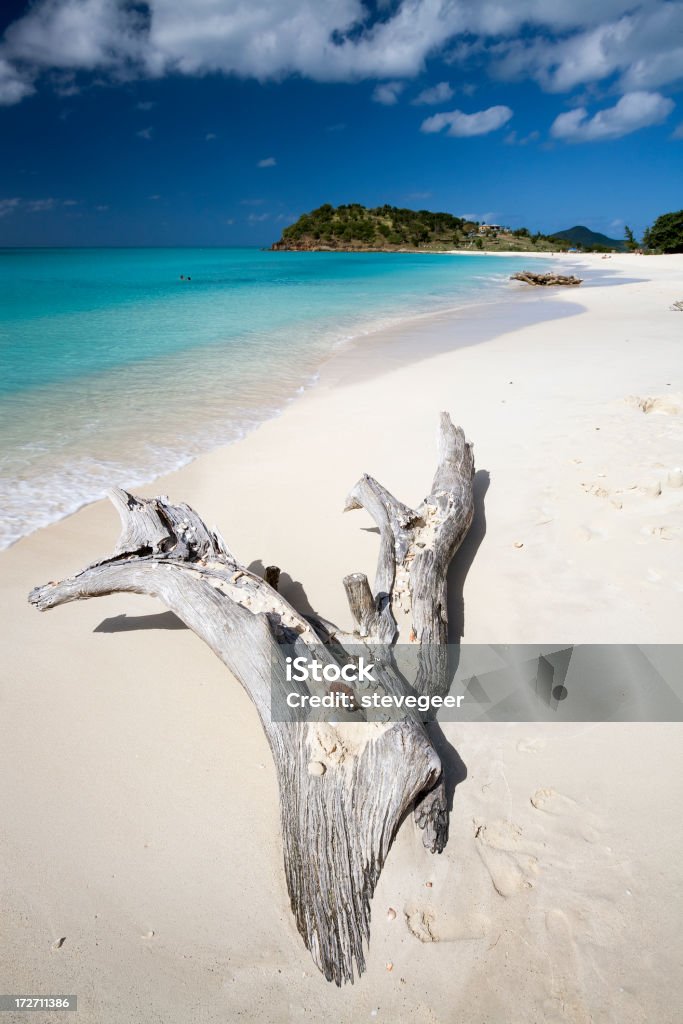 Driftwood a Ffryes Bay, Antigua - Foto stock royalty-free di Antigua - Isole Leeward