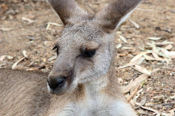 Kangaroo stock photo