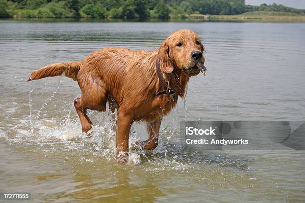 Waterdog Stockfoto und mehr Bilder von Apportieren - Apportieren, Aufregung, Braun