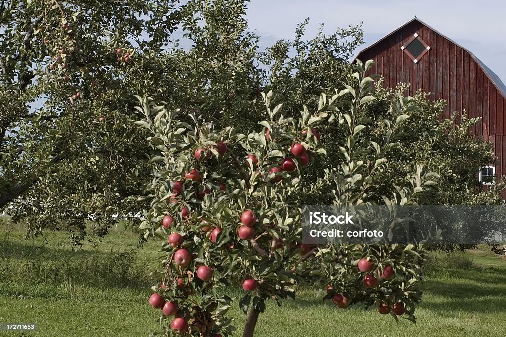Alberi di mele e Fienile - Foto stock royalty-free di Campo