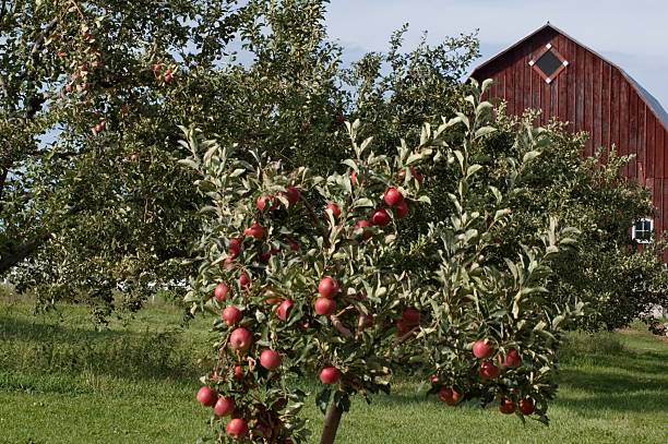 Apple Trees and Barn stock photo