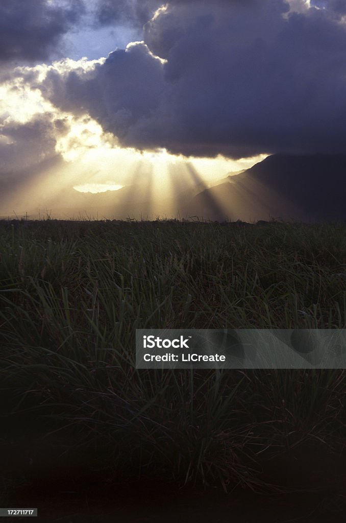 Raios de luz através Thunderheads - Foto de stock de Cana-de-açúcar royalty-free