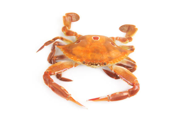 istock Cooked three spot swimming crab isolated 1727118863