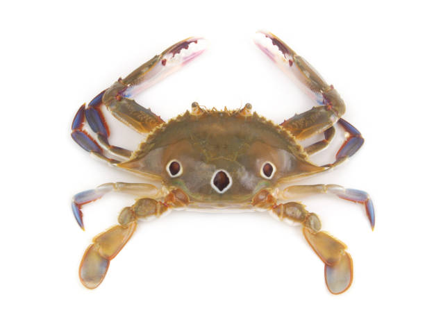 istock Three-spot swimming crab isolated on white background. 1727118869