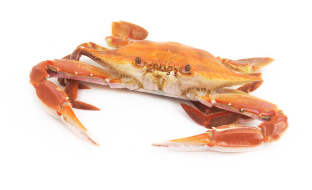 istock Cooked three spot swimming crab isolated 1727118872