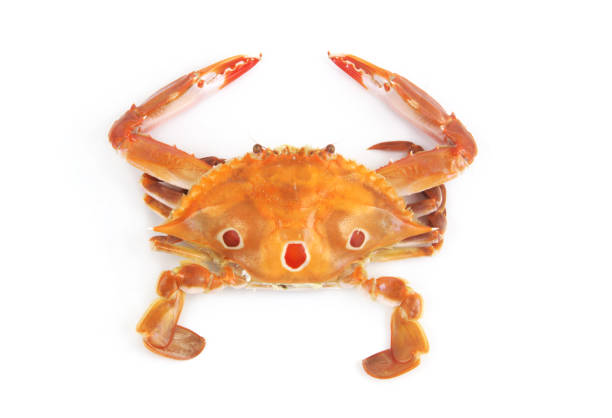 istock Cooked three spot swimming crab isolated 1727118874