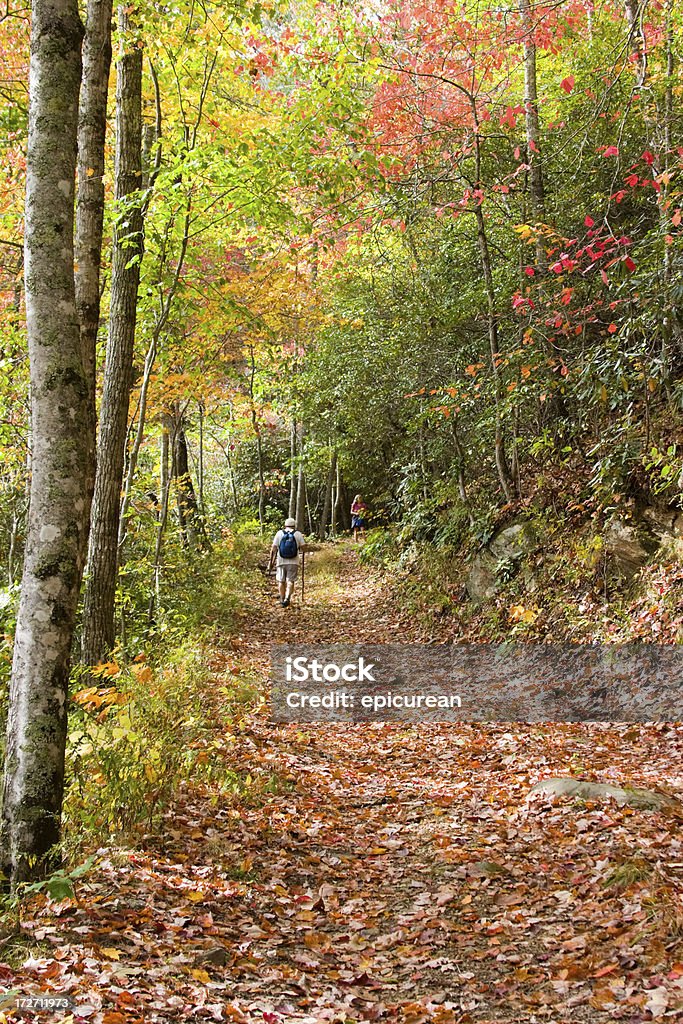 Caminhada na floresta - Foto de stock de Bosque - Floresta royalty-free