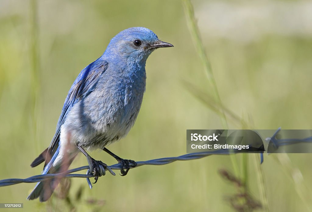 Mountain Bluebird auf einem Draht - Lizenzfrei Berghüttensänger Stock-Foto