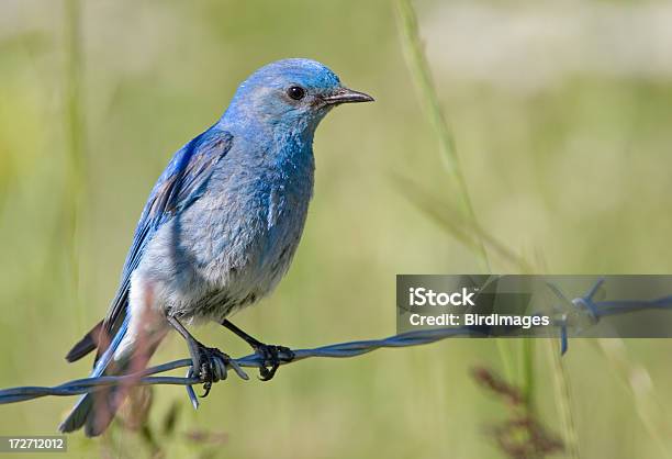 Mountain Bluebird Auf Einem Draht Stockfoto und mehr Bilder von Berghüttensänger - Berghüttensänger, Berg, Blau