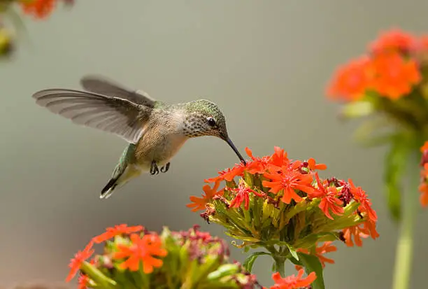 Hummingbird Hovering & feeding on flowers.