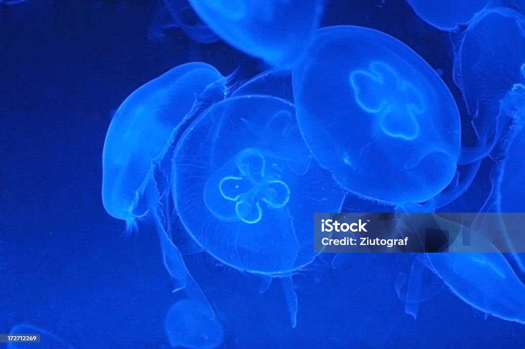 Medusa - Royalty-free Fluorescente Foto de stock