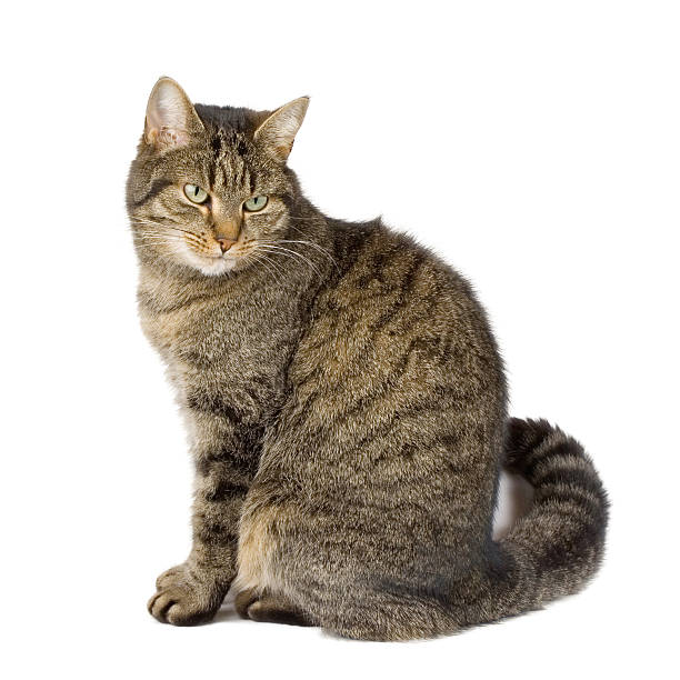 istock Isolated domestic cat 172712296