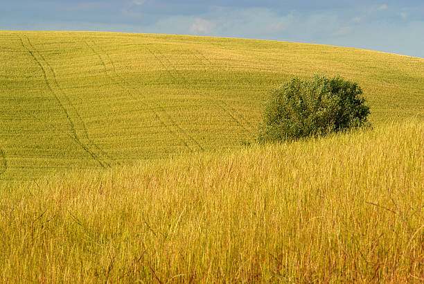 valdorcia - siena province tuscany italy fog zdjęcia i obrazy z banku zdjęć